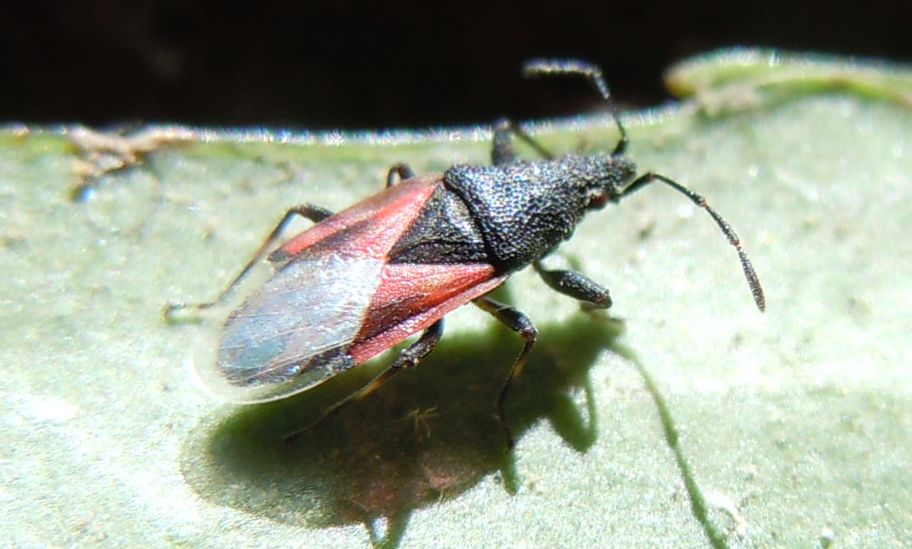 Oxycarenus lavaterae? S